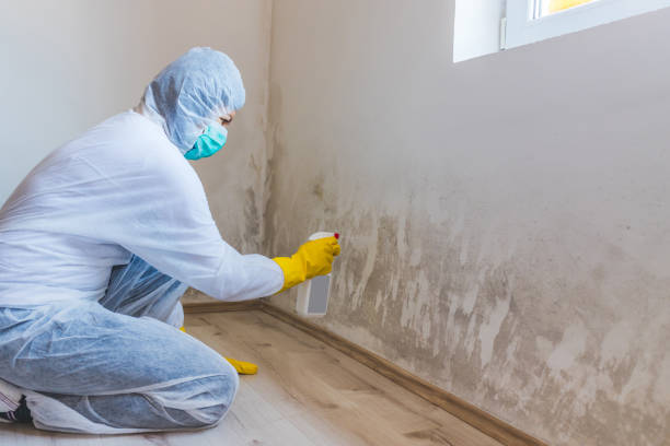 Licensed Mold Cleanup service in Barnesville, GA - WQB Mold Removal