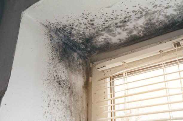 Affordable Mold Cleanup solutions in Barnesville, GA